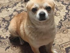 Ищем невестку