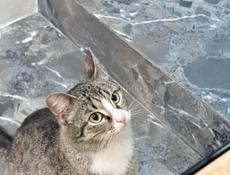 Стерелизованная 