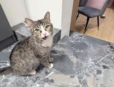 Стерелизованная 