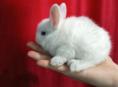 Кролики карликовых и больших пород