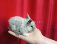 Кролики карликовых и больших пород