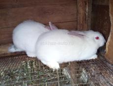 Кролики карликовых и больших пород