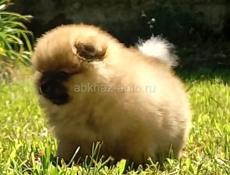 Померанский шпиц