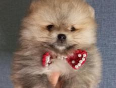 Померанский шпиц