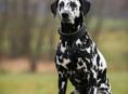 Ищу далматинца сучку 