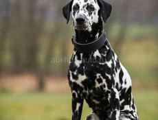 Ищу далматинца сучку 