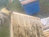 Продаем отводки пчел, семьи. Пчелы.