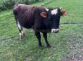 Продаю бычка 