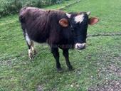 Продаю бычка 