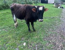 Продаю бычка 