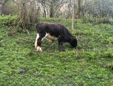 Продаю бычка 