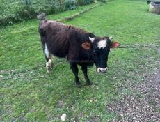 Продаю бычка 