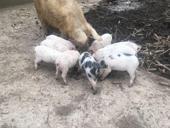 Поросята 
