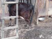 Дойная корова