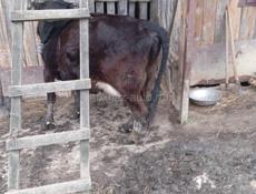 Дойная корова