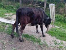 Дойная корова