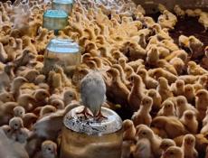 Доставка от 100цыплят по 200руб до понедельника после 250 все остальное по телеыону