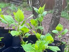 Саженцы Гортензия