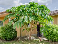 Тетрапанакс бумажный