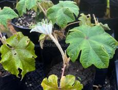 Тетрапанакс бумажный