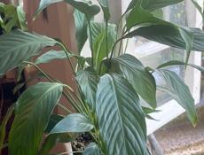 Спатифиллум