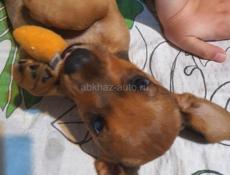 Щенки таксы