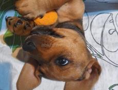 Щенки таксы