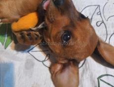 Щенки таксы