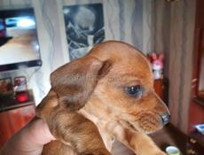 Щенки таксы