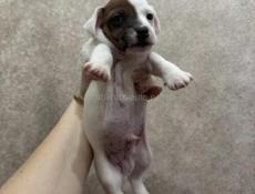 ЩЕНКИ ДЖЕК РАССЕЛ ТЕРЬЕР