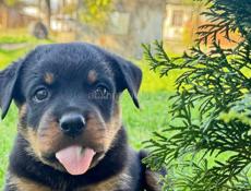 королевский Ротвейлер