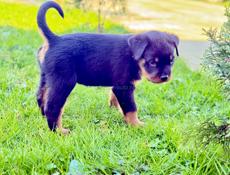 королевский Ротвейлер