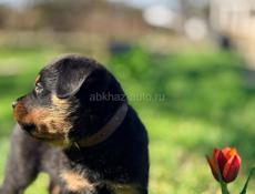 королевский Ротвейлер