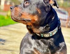 королевский Ротвейлер