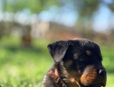 королевский Ротвейлер