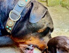 королевский Ротвейлер