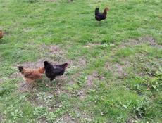 Белая речка 25 соток с документами 🏠 