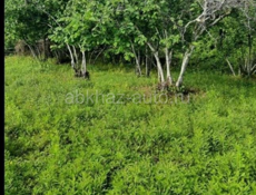 УЧАСТОК С ФУНДАМЕНТОМ И ОРЕХОВЫМ САДОМ