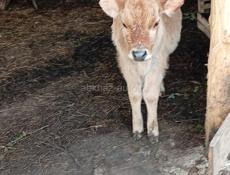 Продаю телку и бычка по 4 месецов сами пасутса харошаи пароды по 20 т