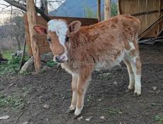 Продаю телку и бычка по 4 месецов сами пасутса харошаи пароды по 20 т