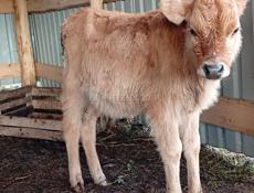 Продаю телку и бычка по 4 месецов сами пасутса харошаи пароды по 20 т