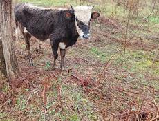 Бычок 50-55кг 35т 