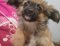 Продаём щенков чихуахуа 