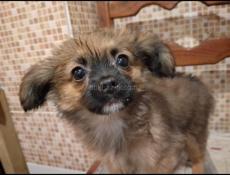 Продаём щенков чихуахуа 