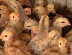 Цыплята