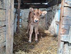 Телочка 15 дней