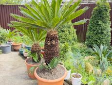 Пальмы саговые 