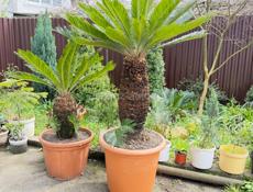 Пальмы саговые 