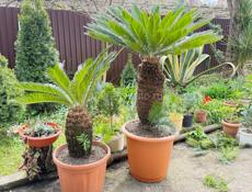 Пальмы саговые 