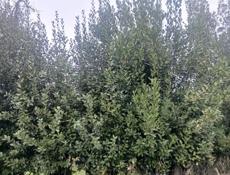 Продаётся лаврушка 